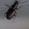 Bembidion sp.